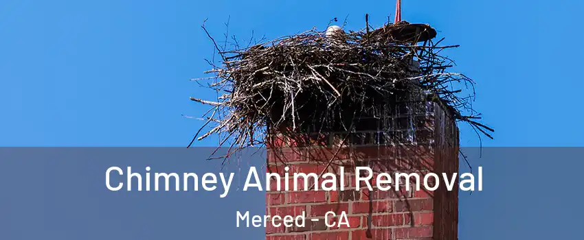  Chimney Animal Removal Merced - CA