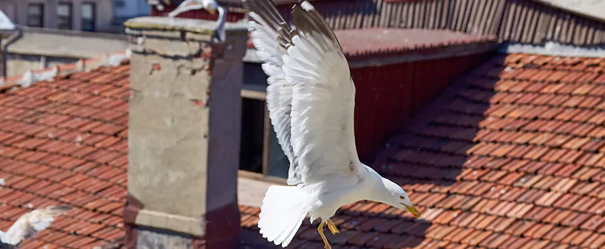 Residential Chimney Animal Removal Solution in Merced, CA